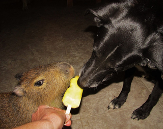 Illustration for article titled Cheesecake, the Stoic Capybara, Faces Threat From Puppies